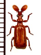 ヒゲブトオサムシ族の一種　Paussus sp.　タンザニア