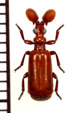 ヒゲブトオサムシ族の一種　Paussus sp.　タンザニア
