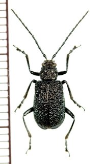 ハムシの一種　Chrysomelidae species　 ベトナム南部