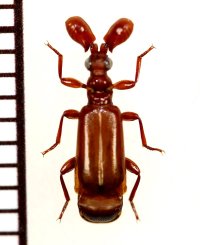 ヒゲブトオサムシ族の一種　Paussus sp.　タンザニア