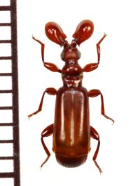 ヒゲブトオサムシ族の一種　Paussus sp.　タンザニア