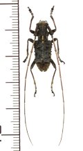 カミキリムシの一種　Propedicellus vitalisi　♂　 ベトナム(ベトナム北東部)