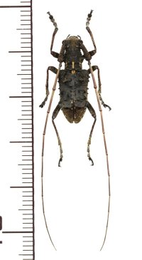 カミキリムシの一種　Propedicellus vitalisi　♂　 ベトナム(ベトナム北東部)