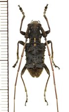 他の写真1: カミキリムシの一種　Propedicellus vitalisi　♂　 ベトナム(ベトナム北東部)