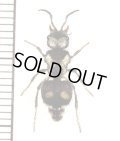 アリバチの一種　Mutillidae species　♀　パナマ