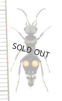 アリバチの一種　Mutillidae species　♀　コロンビア