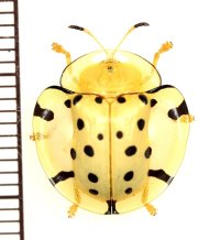 カメノコハムシの一種　Aspidomorpha miliaris　タイ