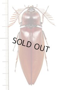 オオヒゲコメツキの一種 　Oxynopterus sp.　♂(68.4mm)　マレーシア（ボルネオ島）