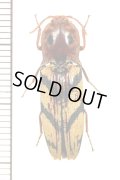 眼状紋を持つコメツキムシの一種　Elateridae species　カメルーン