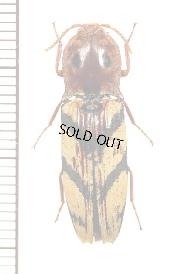 画像1: 眼状紋を持つコメツキムシの一種　Elateridae species　カメルーン