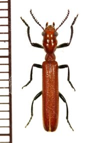カッコウムシの一種 　1頭　Cleridae species 　ベトナム南部