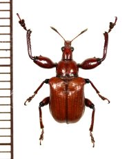 アシナガオトシブミの一種　Attelabini species　 ベトナム北東部