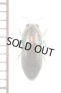 タマムシの一種　Buprestidae species　ナミビア