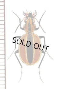 ゴミムシの一種　Graphipterus sp.　南アフリカ