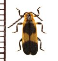ベニボタルの一種　Lycidae species　エクアドル