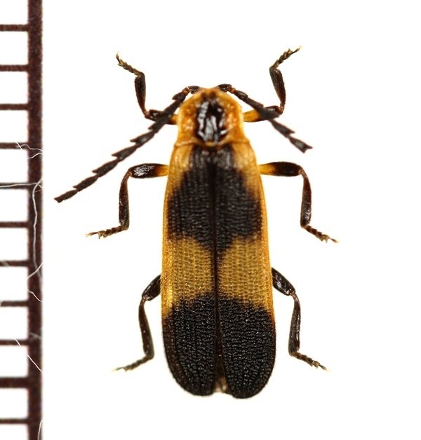 画像1: ベニボタルの一種　Lycidae species　エクアドル