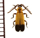 ベニボタルの一種　Lycidae species　中央アフリカ共和国