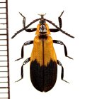 ベニボタルの一種　Lycidae species　中央アフリカ共和国