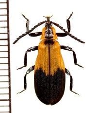 ベニボタルの一種　Lycidae species　中央アフリカ共和国