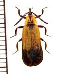 ベニボタルの一種　Lycidae species　中央アフリカ共和国