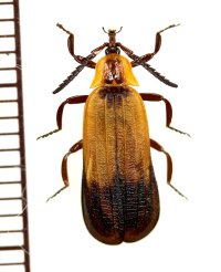 ベニボタルの一種　Lycidae species　中央アフリカ共和国