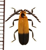 ベニボタルの一種　Lycidae species　中央アフリカ共和国