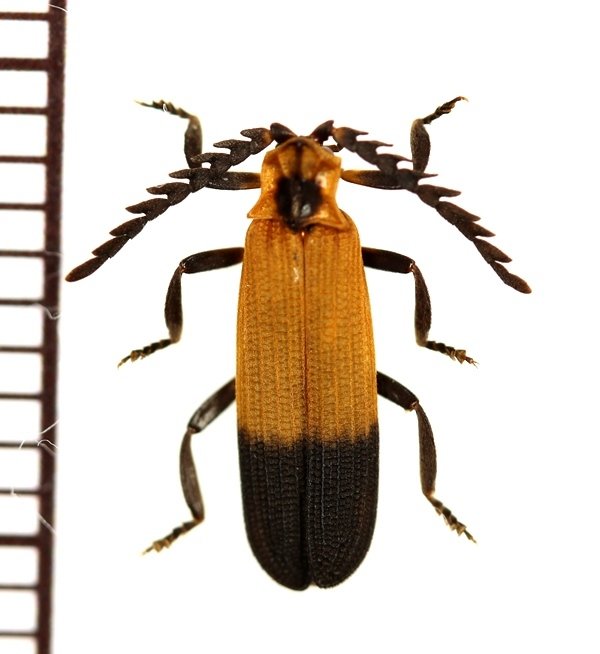 画像1: ベニボタルの一種　Lycidae species　中央アフリカ共和国