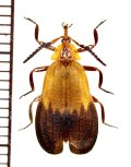 ベニボタルの一種　Lycidae species　中央アフリカ共和国