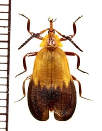ベニボタルの一種　Lycidae species　中央アフリカ共和国