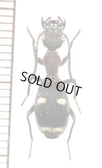 アリバチ擬態のゴミムシの一種　Eccoptoptera cupricollis　タンザニア