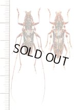 ミツギリゾウムシ擬態のカミキリムシの一種　Aeolesthes pericalles　ペア　ベトナム北東部