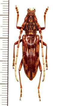 カミキリムシの一種　Aeolesthes sp.　♀　ベトナム北西部