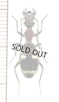 アリバチ擬態のゴミムシの一種　Eccoptoptera cupricollis　中央アフリカ共和国
