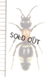 アリバチの一種　Mutillidae species　♀　ジョージア