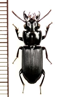 クチキゴミムシの一種　Morion sp.　マダガスカル