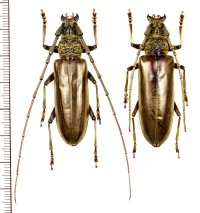 ニッポンムネヒダミヤマカミキリ　大型ペア ♂♀49.5mm　石垣島
