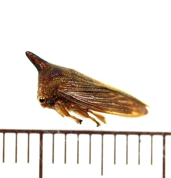 画像1: ツノゼミの一種　Platycotis sp.　ペルー