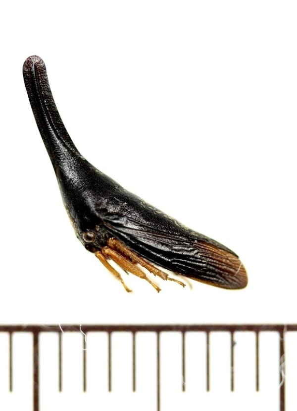 画像1: ツノゼミの一種　Aconophora cultellata　ペルー