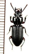 クチキゴミムシの一種　Morion sp.　ベトナム中部