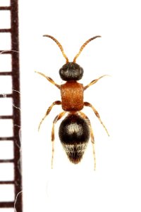 アリバチの一種　Smicromyrme burgeri 　♀　ロシア