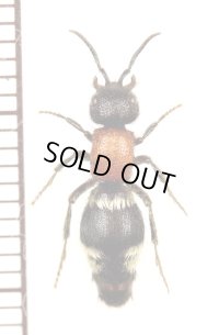 アリバチの一種　Mutillidae species　♀　カザフスタン