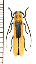 カミキリムシの一種　Linda nigroscutata nigroscutata　ベトナム南部