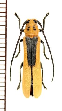 カミキリムシの一種　Linda nigroscutata nigroscutata　ベトナム南部