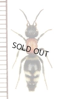 アリバチの一種　Mutillidae species　♀　中国