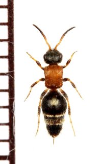 アリバチの一種　Smicromyrme burgeri 　♀　ロシア
