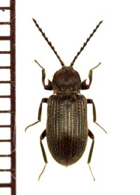 好白蟻性のゴミムシダマシの一種　Gonocnemis sp.　南アフリカ