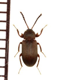 好白蟻性のゴミムシダマシの一種　Gonocnemis sp.　南アフリカ