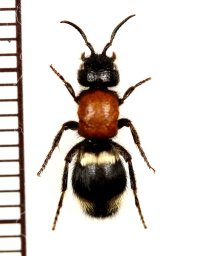 アリバチの一種　Mutillidae species　♀　ウクライナ