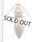 コメツキムシの一種　Ctenicera pectinicornis　♂　エストニア