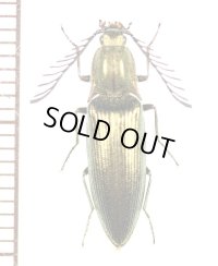 コメツキムシの一種　Ctenicera pectinicornis　♂　エストニア